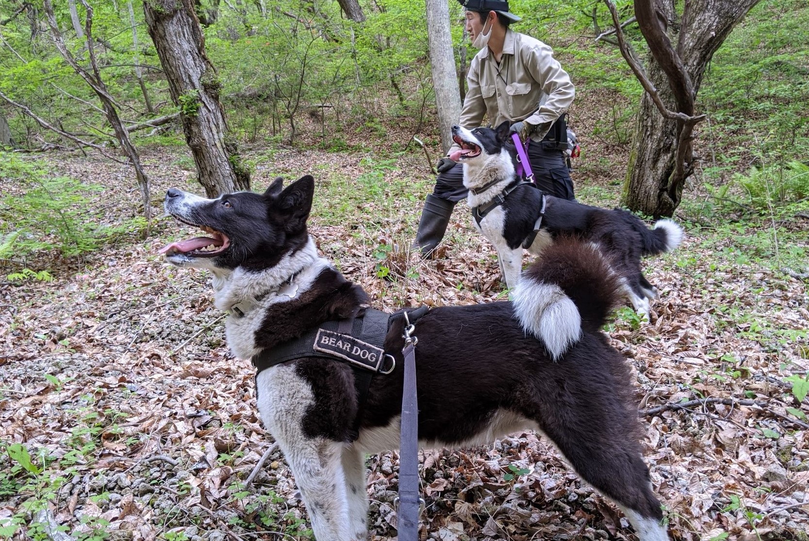 Setting boundaries: borderlines and bear dogs in a Japanese town